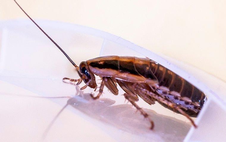 german-cockroach-in-a-kitchen