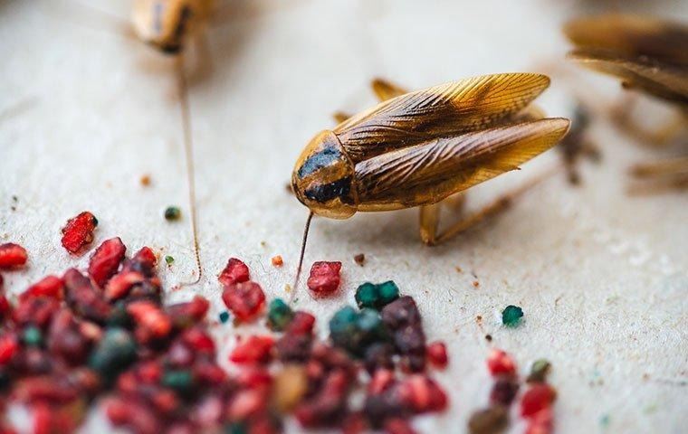 german-cockroach-on-a-kitchen