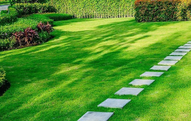 green-lawn-in-yard-landscaping
