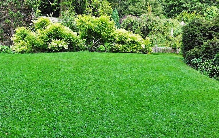 green-manicured-lawn