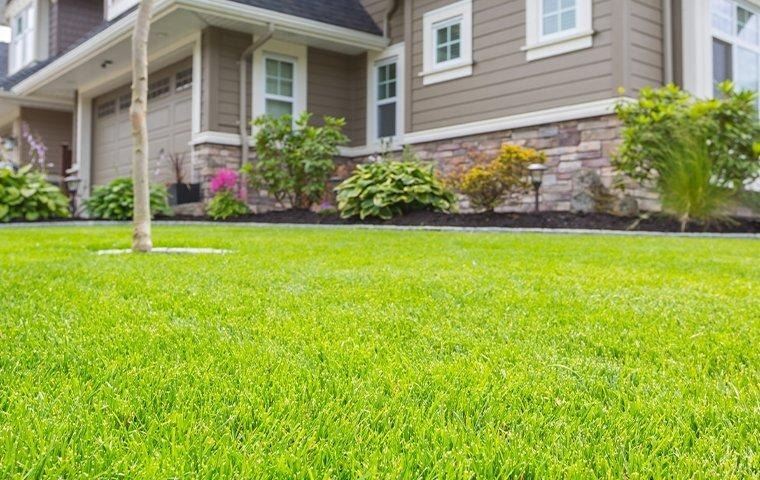 healthy-lawn-and-landscaping