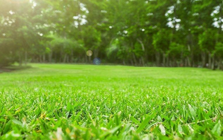 healthy-lawn-green-grass