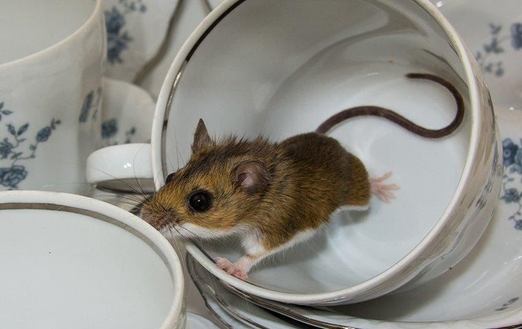 house-mouse-in-kitchen-teacups