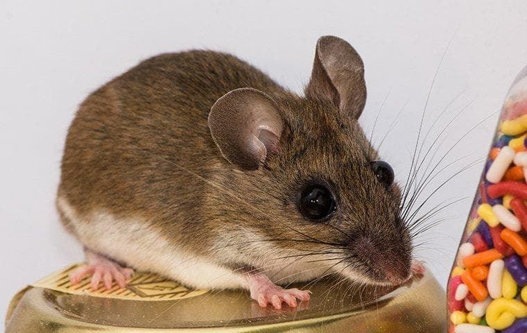 house-mouse-in-pantry