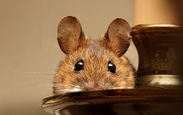 house-mouse-on-candlestick