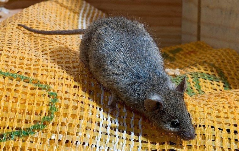 house-mouse-on-fabric