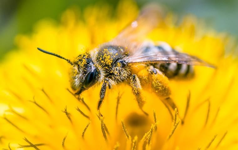 how-to-20-bee-facts-2