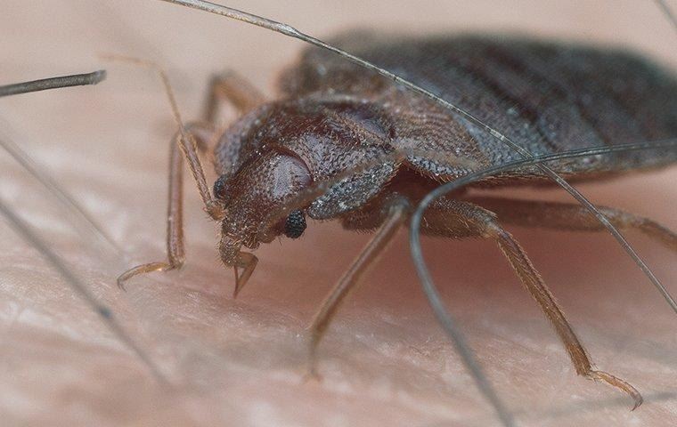 how-to-bed-bug-myths-2