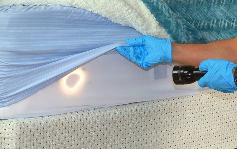 how-to-check-bed-bugs