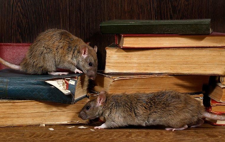 how-to-crazy-rat-facts-2