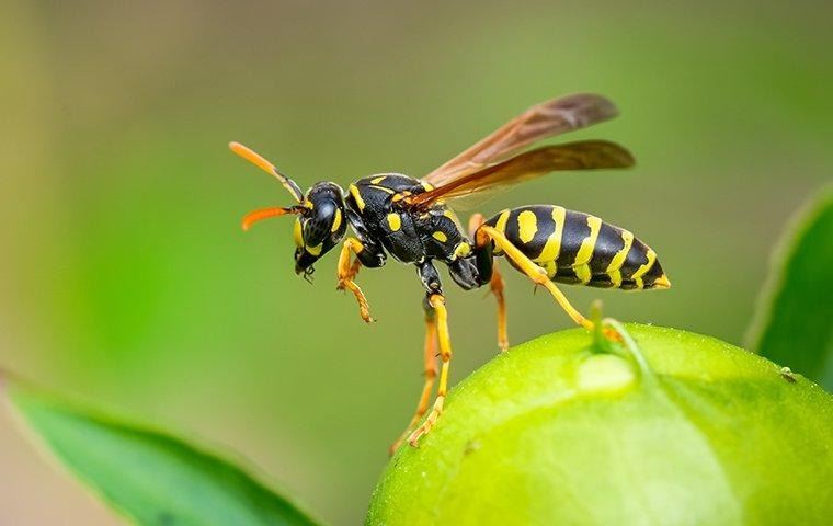 how-to-flying-pest-remedies-2