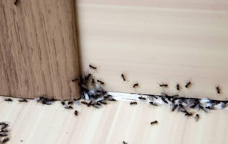 how-to-get-rid-of-ants-2