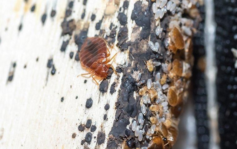 how-to-get-rid-of-bed-bugs
