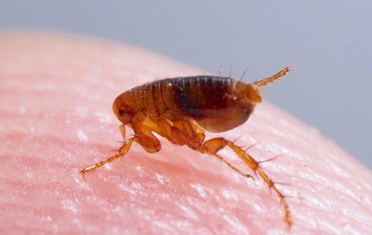 how-to-get-rid-of-fleas