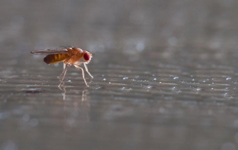 how-to-get-rid-of-fruit-flies