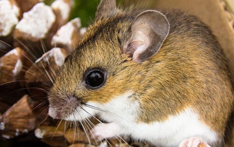 how-to-get-rid-of-rodents