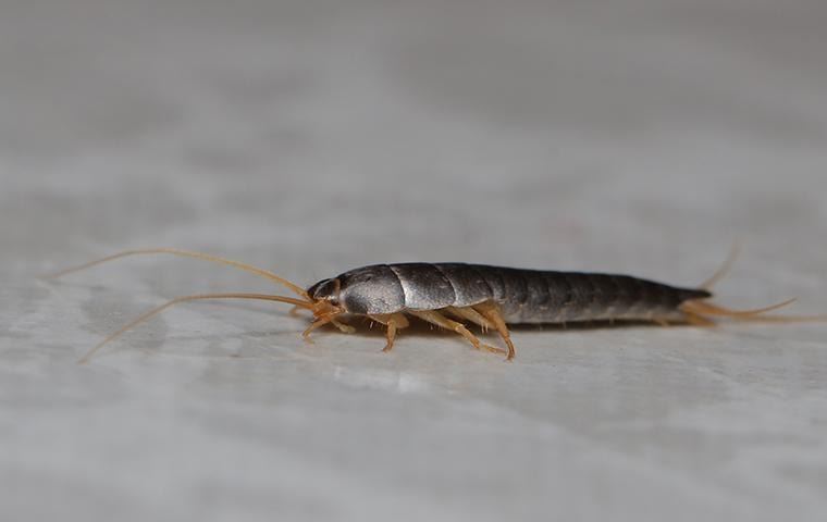 how-to-get-rid-of-silverfish