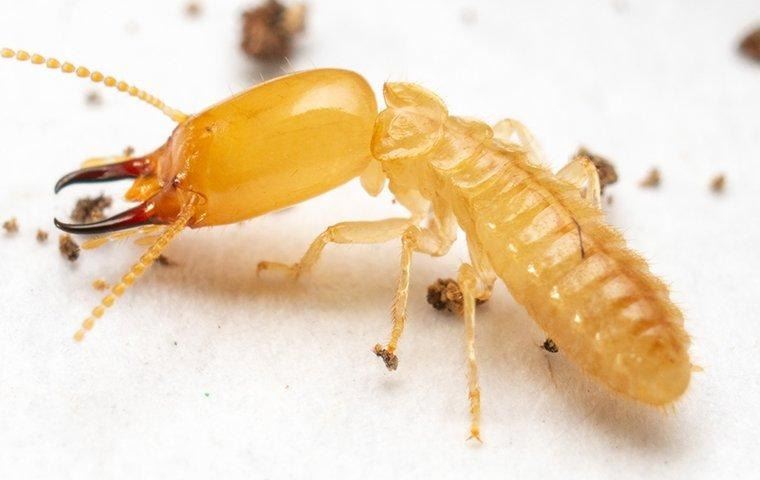 how-to-get-rid-of-termites