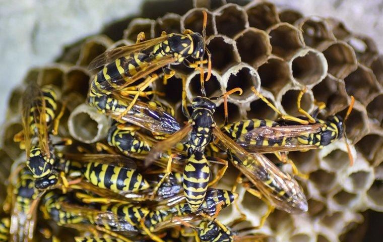 how-to-get-rid-of-wasps