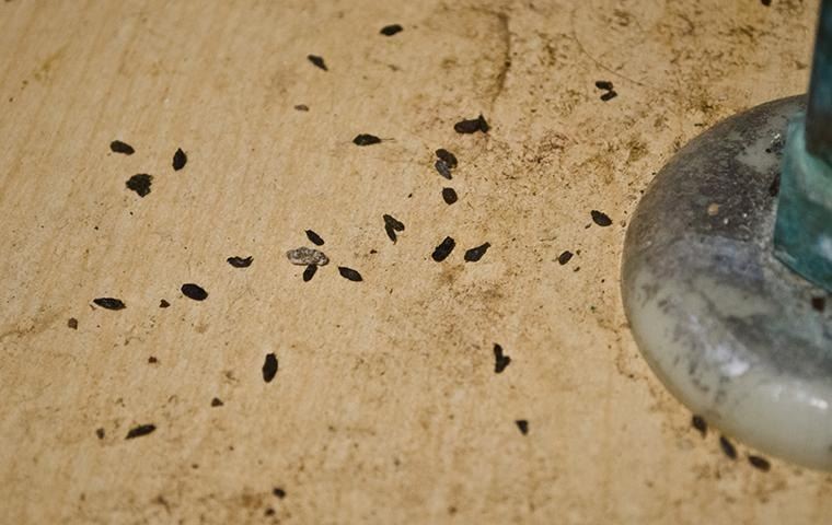 how-to-identify-pest-infestation (1)