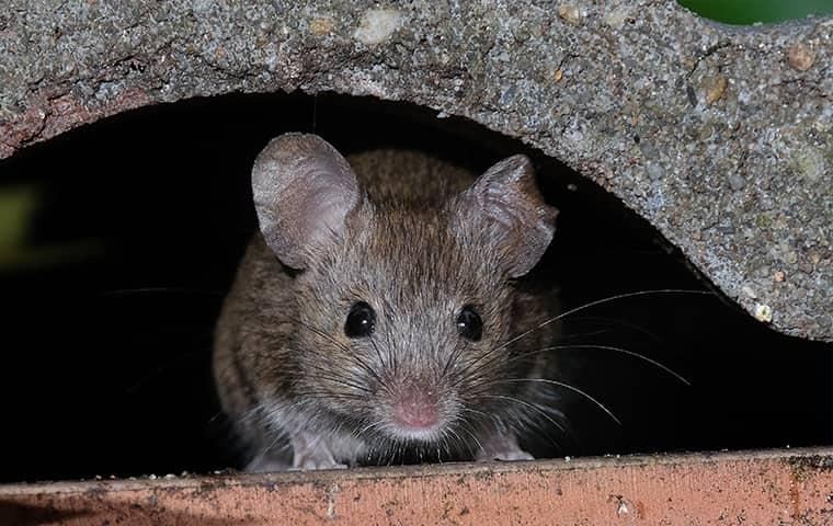 how-to-keep-rodents-out-of-home