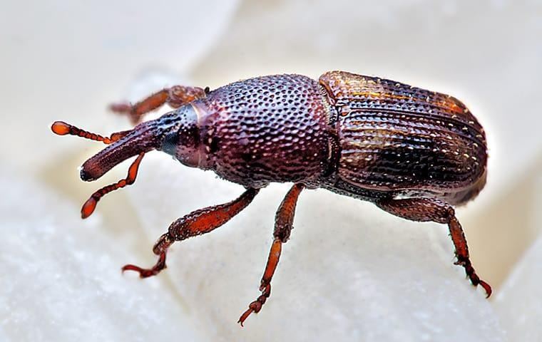 how-to-keep-weevils-and-bugs-out (1)