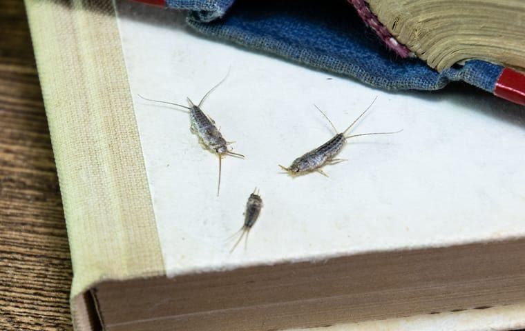 how-to-prevent-silverfish-2