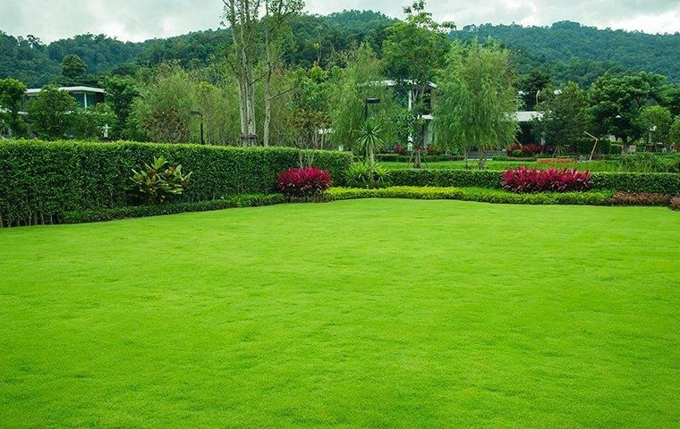 lawn-and-hedges-landscaping