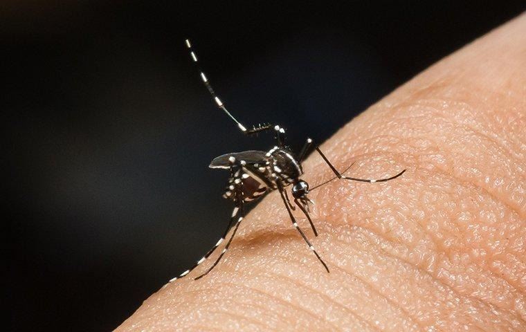 mosquito-biting-a-finger