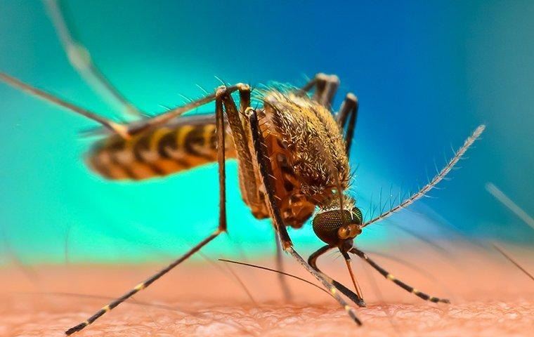 mosquito-biting-arm-skin