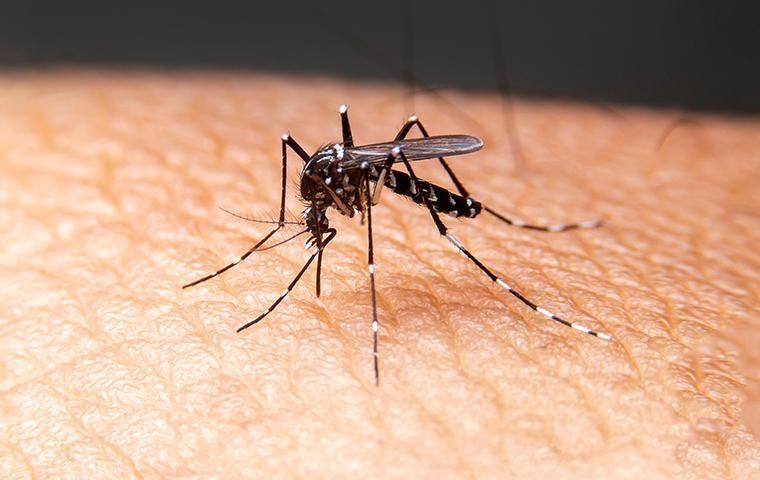 mosquito-biting-human-skin
