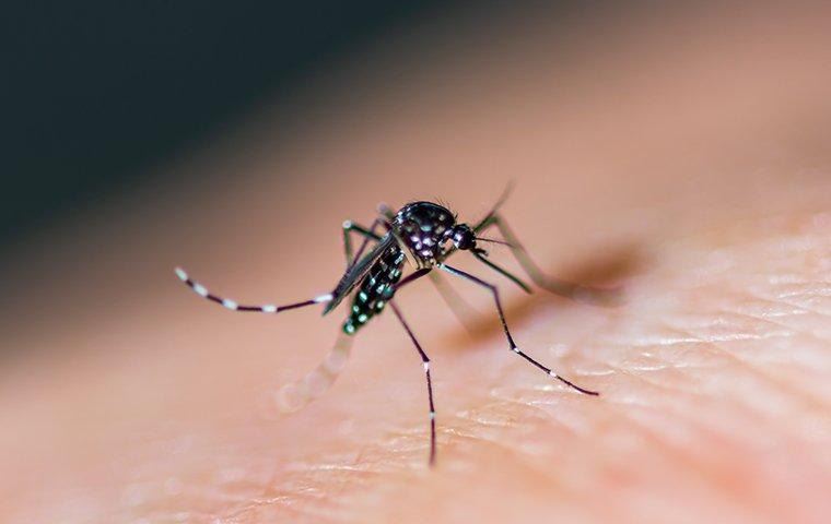 mosquito-biting-skin-of-arm-2