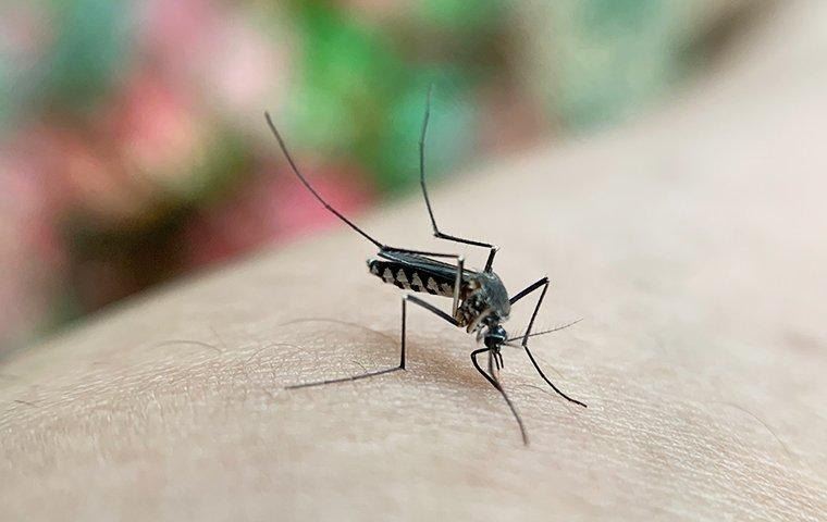 mosquito-biting-skin-spreading