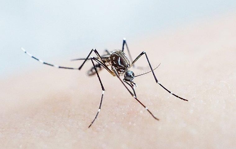 mosquito-biting-skin