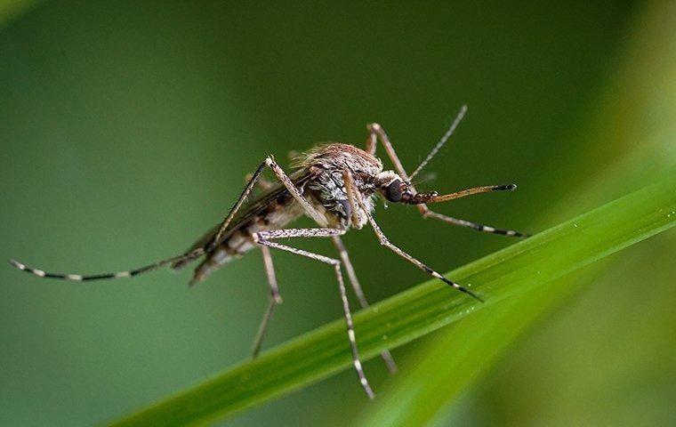 mosquito-on-a-blade-of-grass