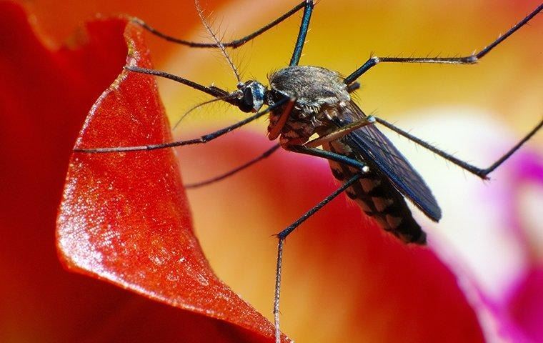 mosquito-on-a-red-and-yellow-flower