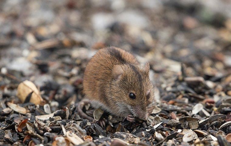 mouse-foraging