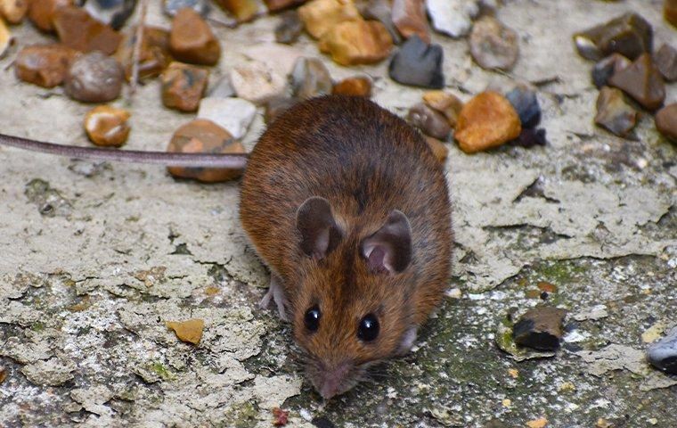 mouse-outside-scavenging