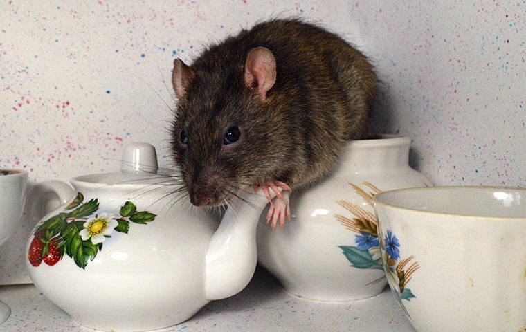 rat-coming-out-of-a-tea-set