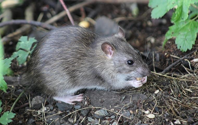 rat-eating-outside