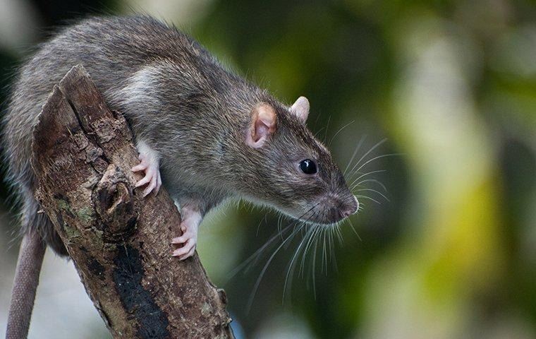 rat-outside-a-home