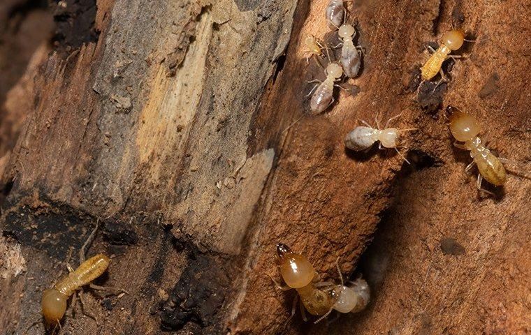 subterranean-termites-tunneling