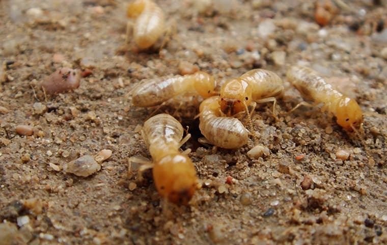 swarm-of-termites-on-the-gravel