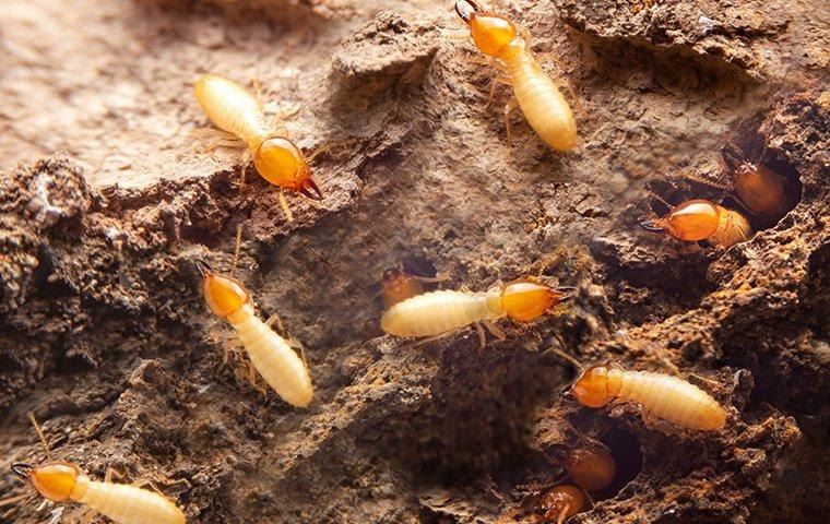 termite-activity-in-wooden-walls