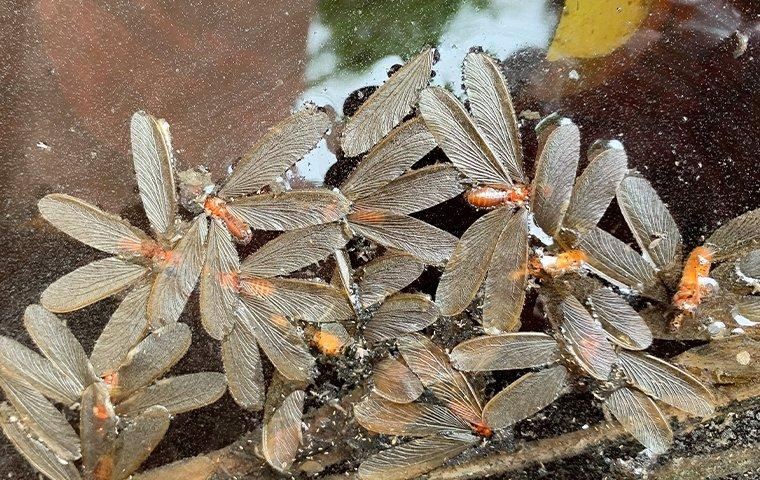 termite-alates-in-water