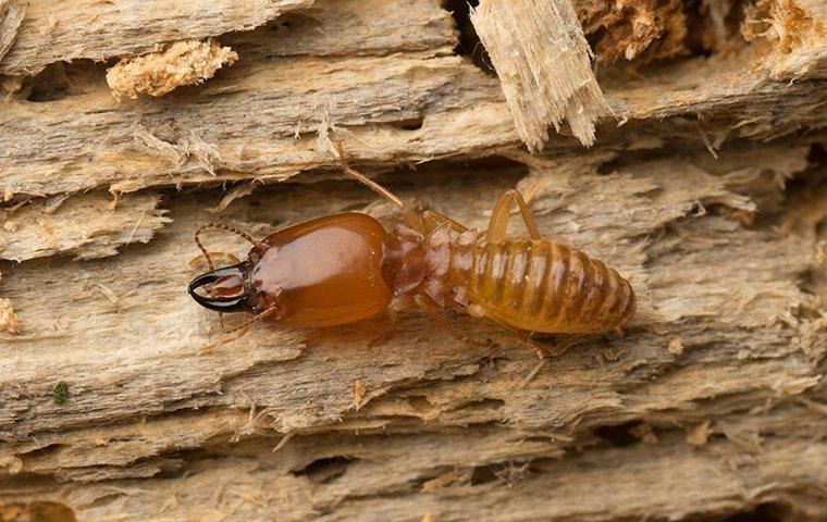 termite-crawling-in-damaged-wood