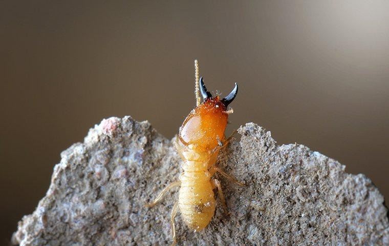 termite-climbing-nest