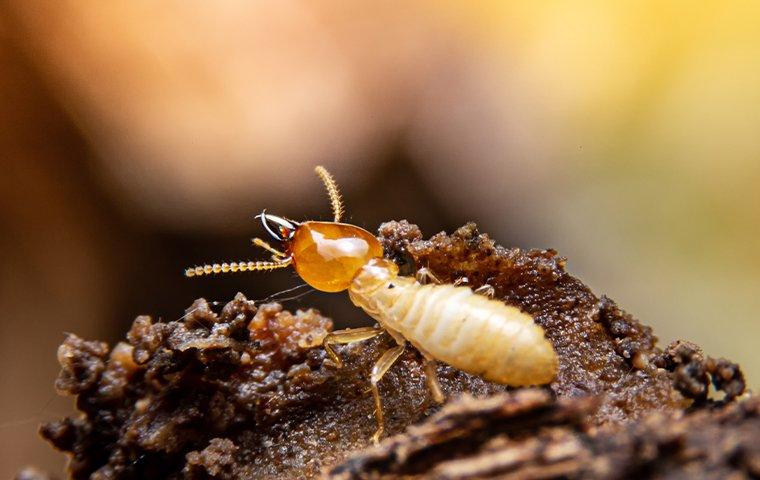 termite-crawling-on-nest-in-yard-3