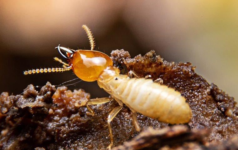 termite-crawling-on-nest-in-yard