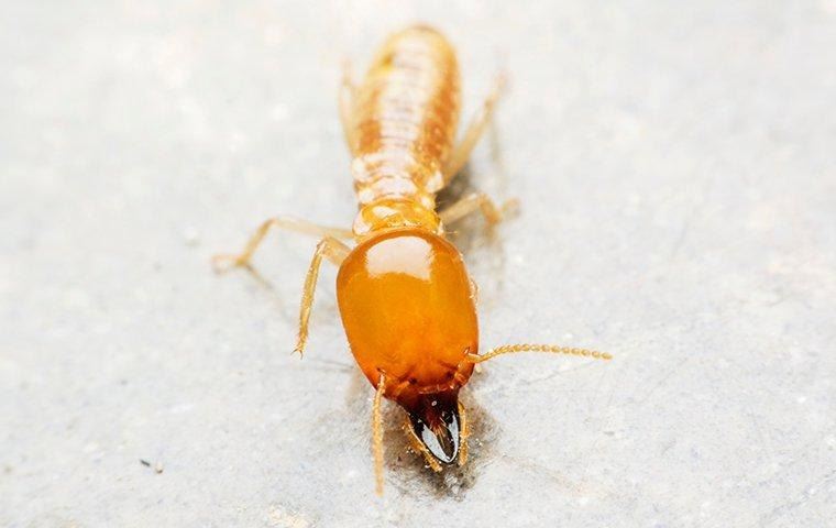 termite-crawling-on-wooden-table